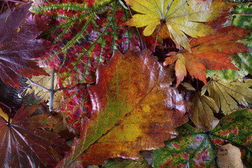 Autumn leaves background