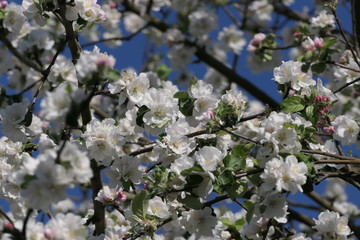 Apfelblüte