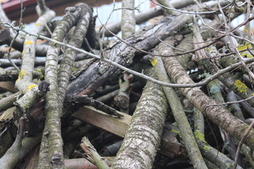 a pile of old sticks of tree branches 