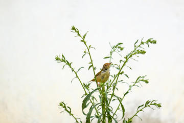 Common Tailor bird hold on grass .A bird in asian