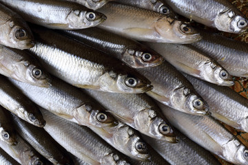 Fototapeta premium Smelt fishes on net. Pacific smelt fish variety