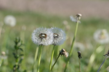 Pusteblume