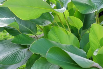 Green leaves, tropical background with bright sunlight and fertile soil