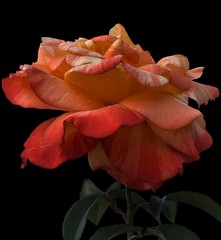 Vivid orange bi-color blooming rose with black background 