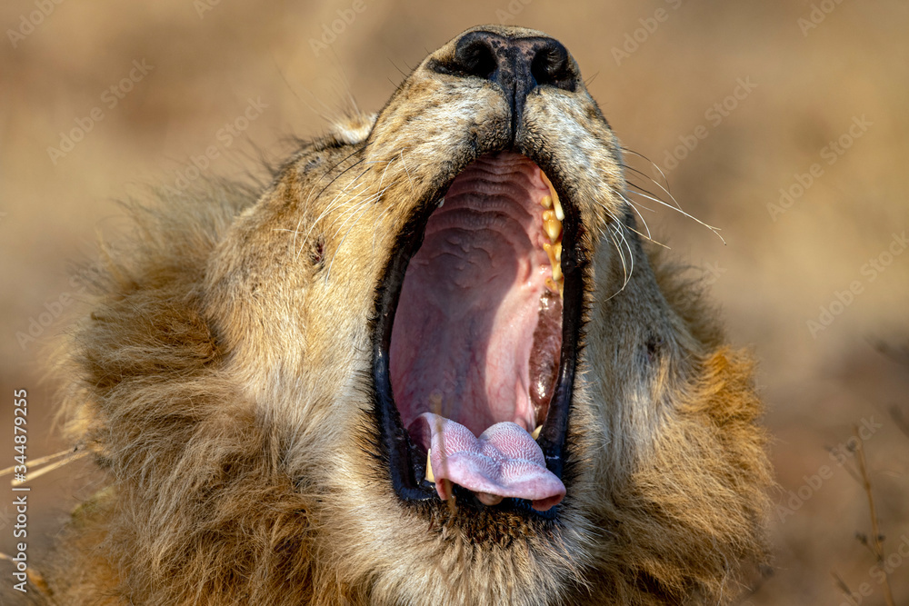 Wall mural roaring male lion in kruger park south africa