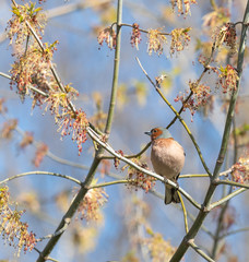 a songbird in branches in spring