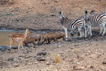 warthog zebra and antelope at drinking pool in kruger park south africa