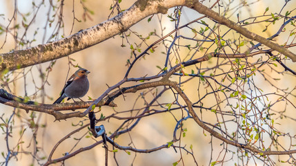 a songbird in branches in spring