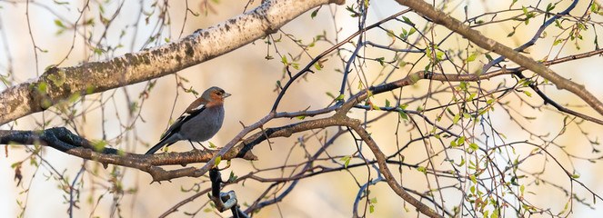 a songbird in branches in spring
