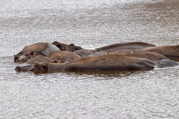 hippos in kruger park south africa