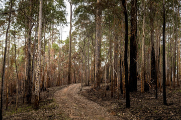 Obraz premium A forest next to the Wallaga Lake in New South Wales, Australia burnt down during the bush fires. Life comes back to nature.