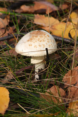 
Mushrooms in the autumn forest