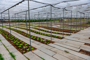 Plants and vegetable in organics hydroponics farm,Concept farming, food production.