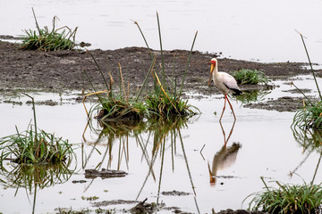yellow billed stork bird in kruger park