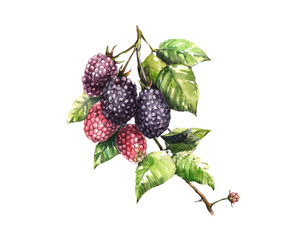 Watercolor hand drawn botanical illustration with a branch of blackberry with leaves against white background. Realistic berries.