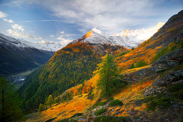 Bright yellow larch in the Alps