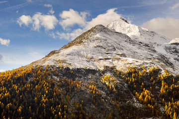 Bright yellow larch in the Alps