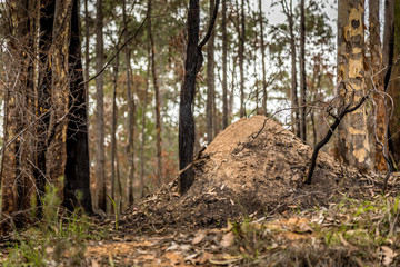 A termite mound in a forest next to Wallaga Lake in New South Wales, Australia which burnt down during the bush fires.