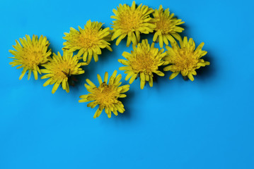 Yellow flowers on a blue background