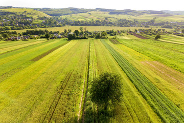 Aerial view of a single tree growing lonely on green agricultural fields in spring with fresh vegetation after seeding season on a warm sunny day.