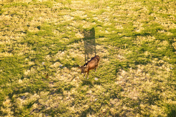 Aerial top down view of a cow grazing alone on green meadow lit by sunset light in summer.