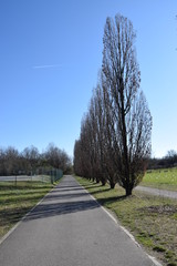 La strada e alberi
