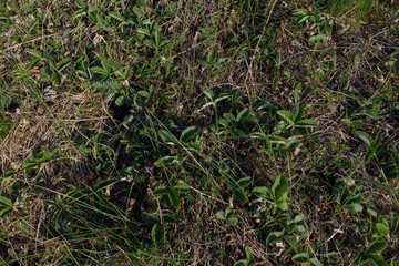 grass in the ground