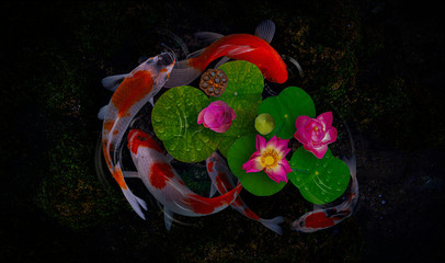 Koi fish swim with Nymphaea nelumbo flowers in bloom