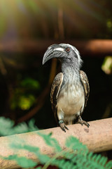 Black nasutus tockus sitting on a branch, tropical bird closeup in natural conditions.