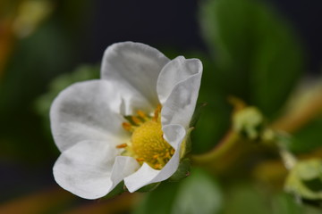 Obraz premium Erdbeerblüte im Frühstadium