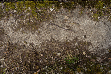 overgrown with moss of the old abandoned concrete road