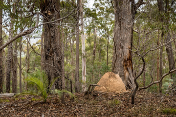 A termite mound in a forest next to Wallaga Lake in New South Wales, Australia which burnt down during the bush fires.