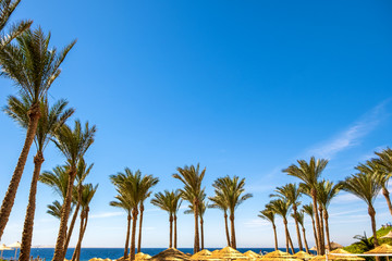 Fototapeta na wymiar Straw shade umbrellas and fresh green palm trees in tropical region against blue vibrant sky in summer.