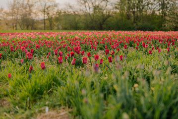 Beautiful Red Tulips Blooming on Field Agriculture
