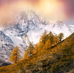 Bright yellow larch in the Alps
