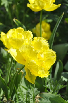 yellow terry fringed tulips Exotic sun