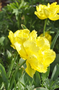 yellow terry fringed tulips Exotic sun

