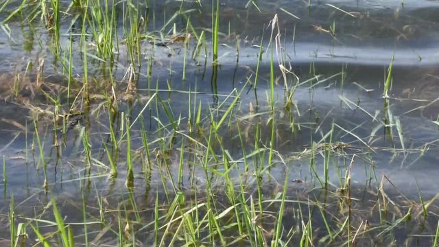 Wasserpflanzen tanzen in den Wellen