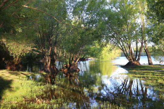 B&auml;ume im Wasser