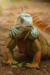 Closeup portrait of a green iguana, tropical reptile in natural conditions, lazy iguana relaxing in jungle