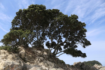 großer Baum