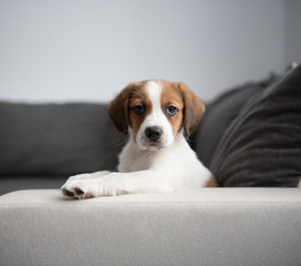 Szczeniak Beagle