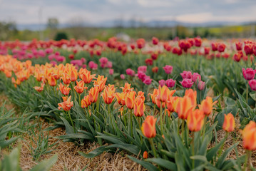 Obraz premium Yellow Purple and Red Fresh Tulips Blooming on Field at Flower plantation Farm