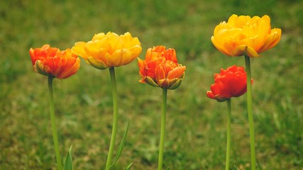 Frühlings - Gruß - 