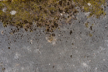 overgrown with moss of the old abandoned concrete road