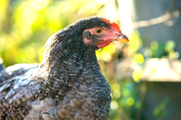 Hens feed on traditional rural barnyard. Detail of a hen head. Close up of chicken standing on barn yard with chicken coop. Chickens sitting in outdoor henhouse. Free range poultry farming concept.