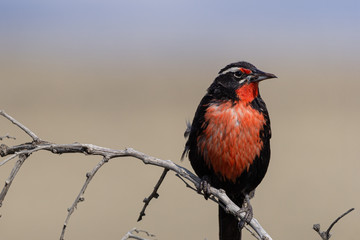 Sturnella Loyca (common loica), bird of strong colors. They can be observed on the southern coast of Patagonia and the Falkland Islands.