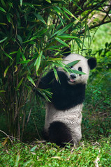 Cute giant panda bear posing in bamboo forest