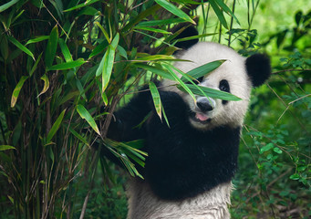 Cute giant panda bear posing in bamboo forest