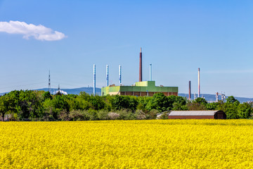 Gelbes Rapsfeld vor dem Industriepark Frankfurt-Höchst bei Kelsterbach